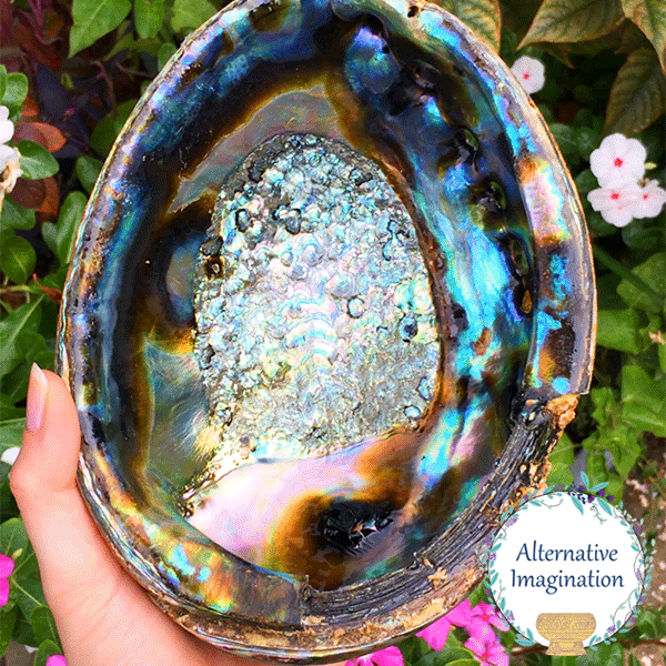 Abalone Shell for Crafts & Jewelry Making (Clearance)