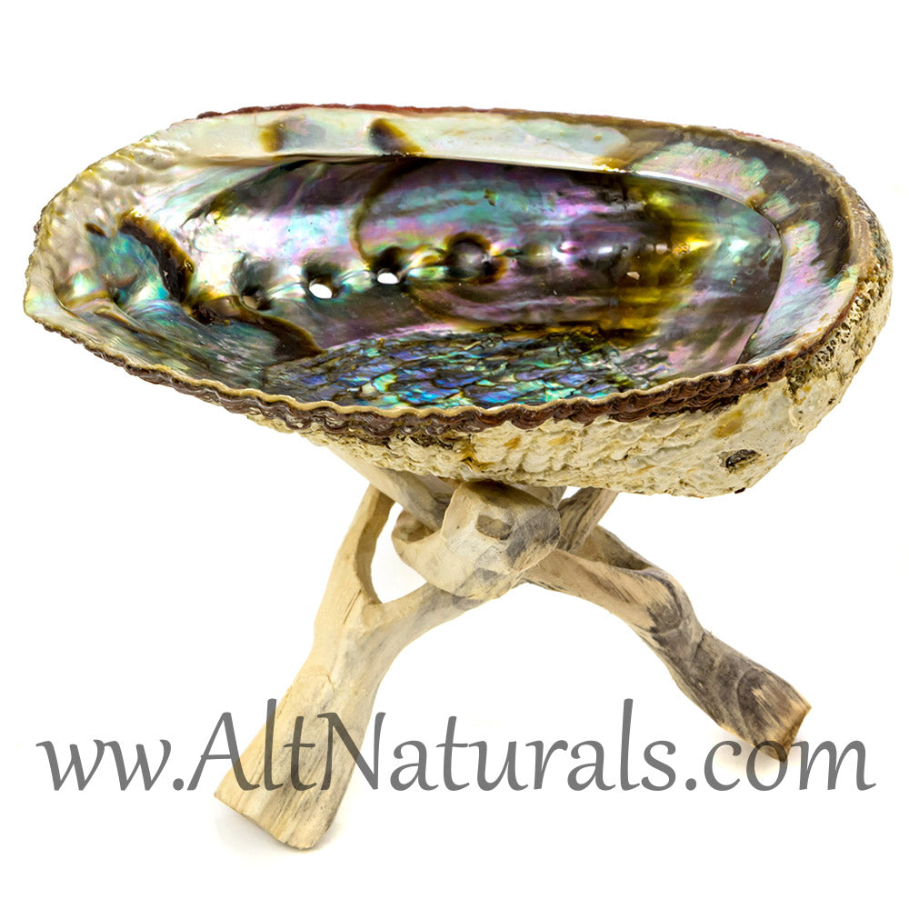 5"+ Hand-selected Premium Abalone Shell with 6" Wooden Cobra Stand
