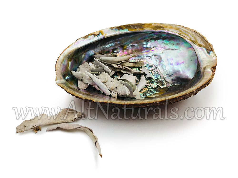 Pearlized Abalone Shell with 2 Ounces of Loose Sage Pieces